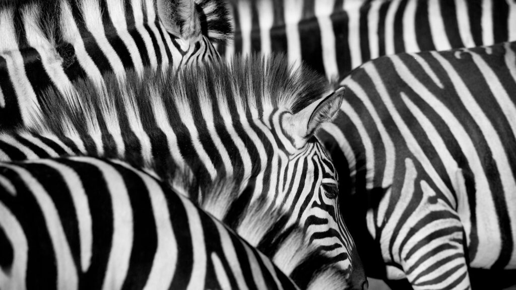 Zebra Group