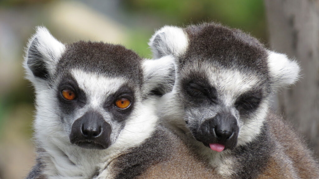 Ring-tailed Lemurs snuggling