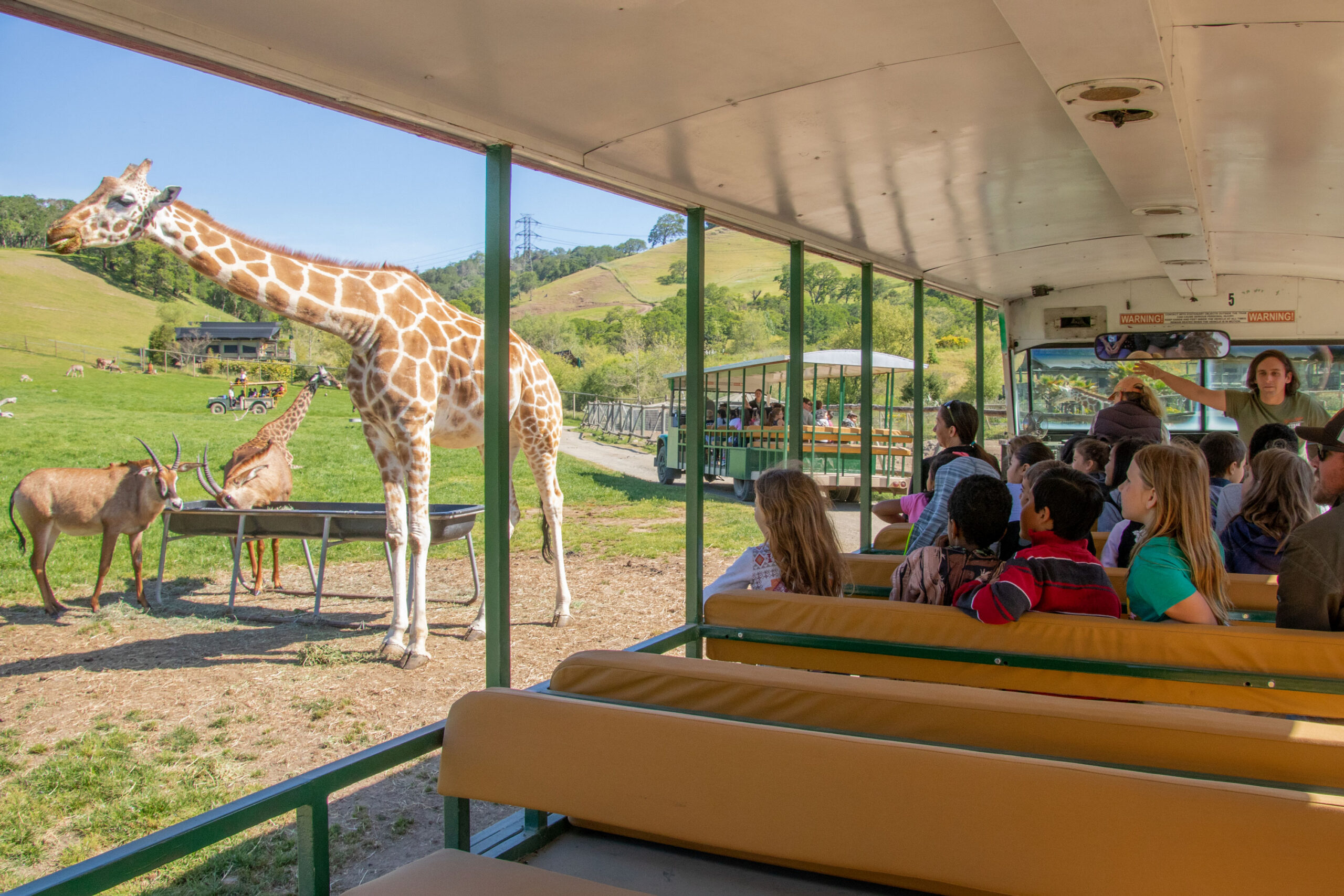 Education - Giraffe and Roan Antelope Next to Serengeti Trek Bus