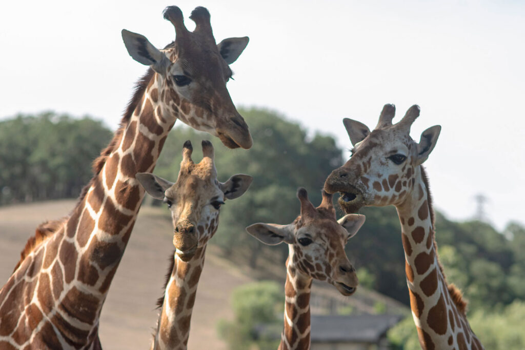 Tower of Giraffe - Group of Giraffe