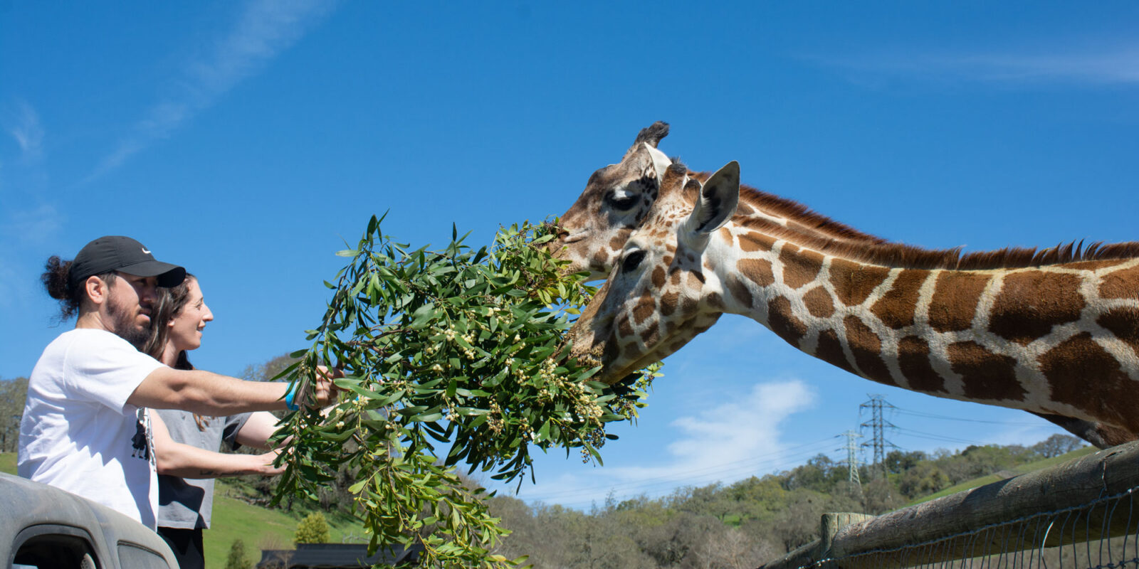 Guests or Volunteers feeding giraffes
