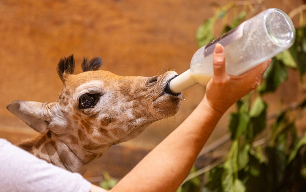 Giraffe Safiri Care Vet Bottle Feeding
