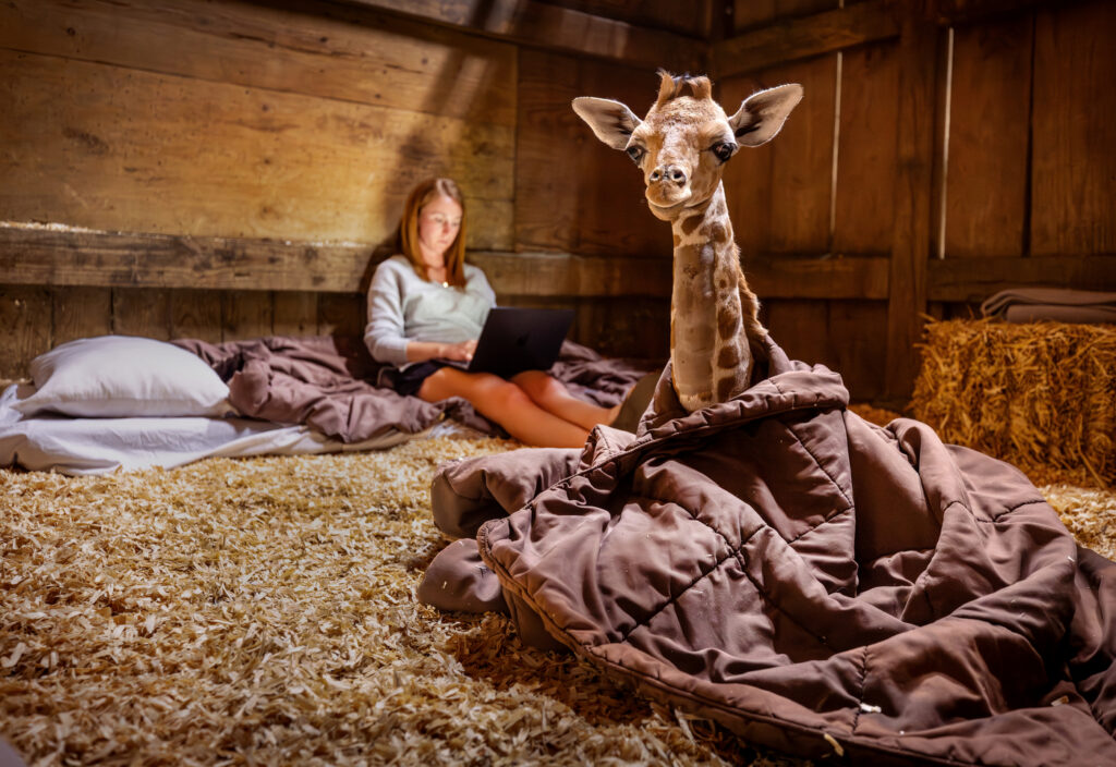Veterinarian Emily Cehrs finishes writing reports before bedding down for the night with a 3-day-old giraffe calf.