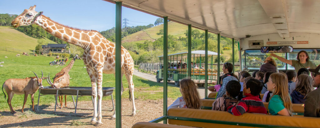 Serengeti Bus Fieldtrip with giraffes and roan antelope
