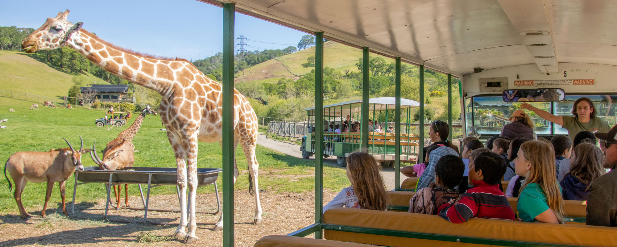 Serengeti Bus Fieldtrip with giraffes and roan antelope