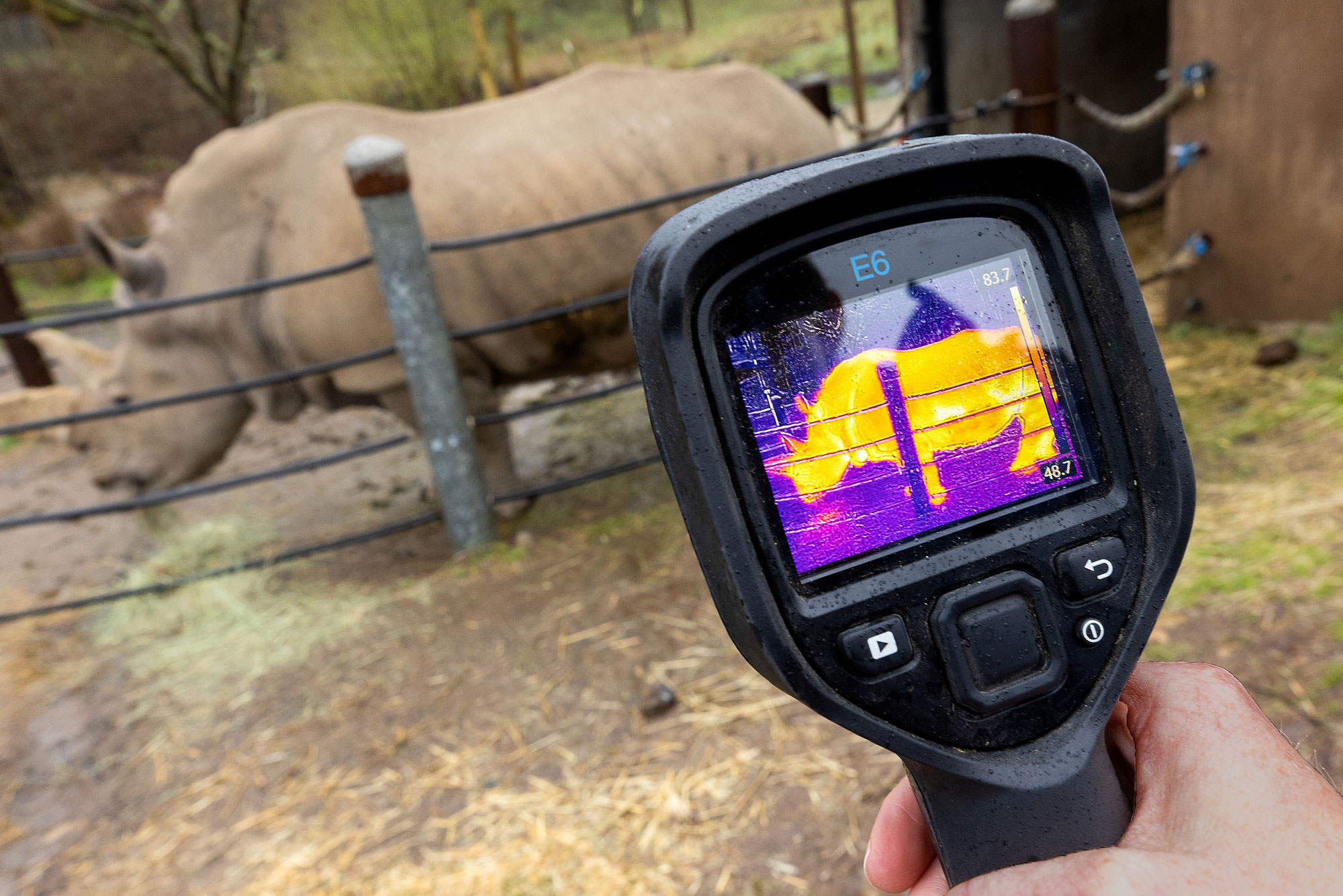 Research - Thermography of a rhino.