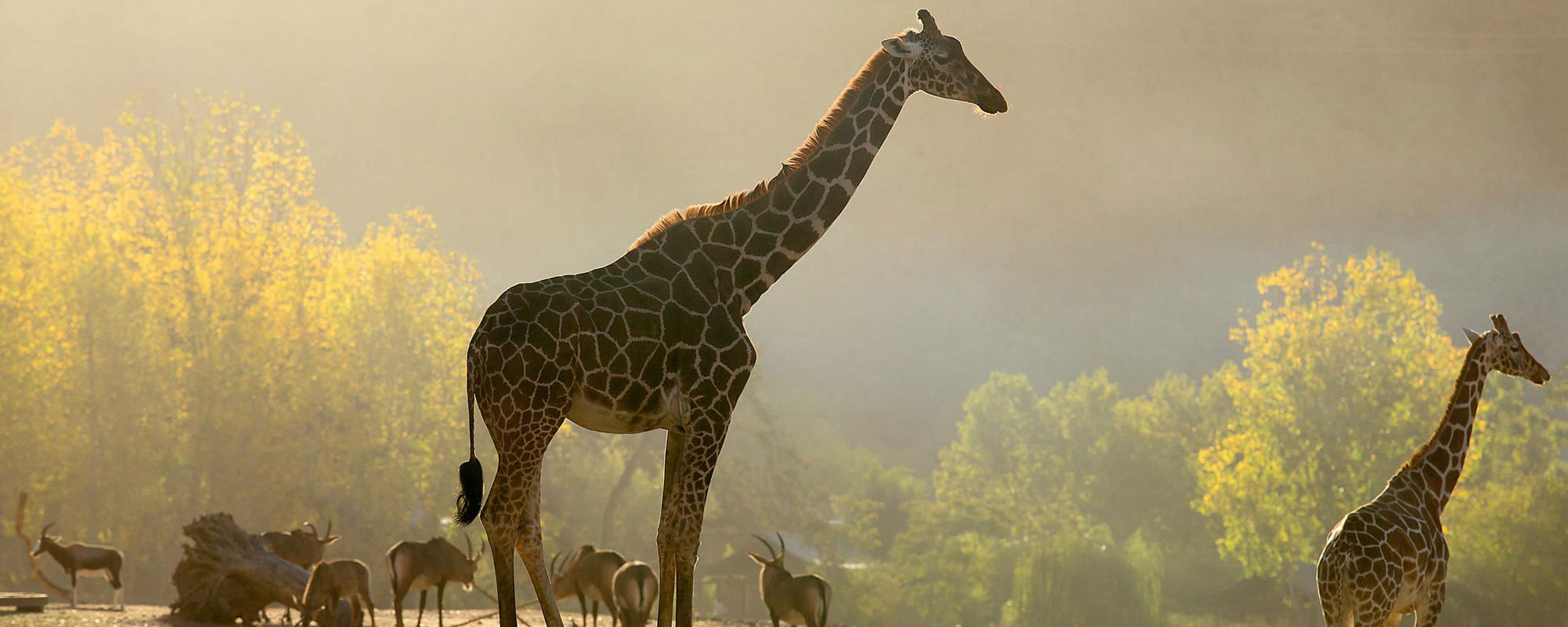 Giraffes