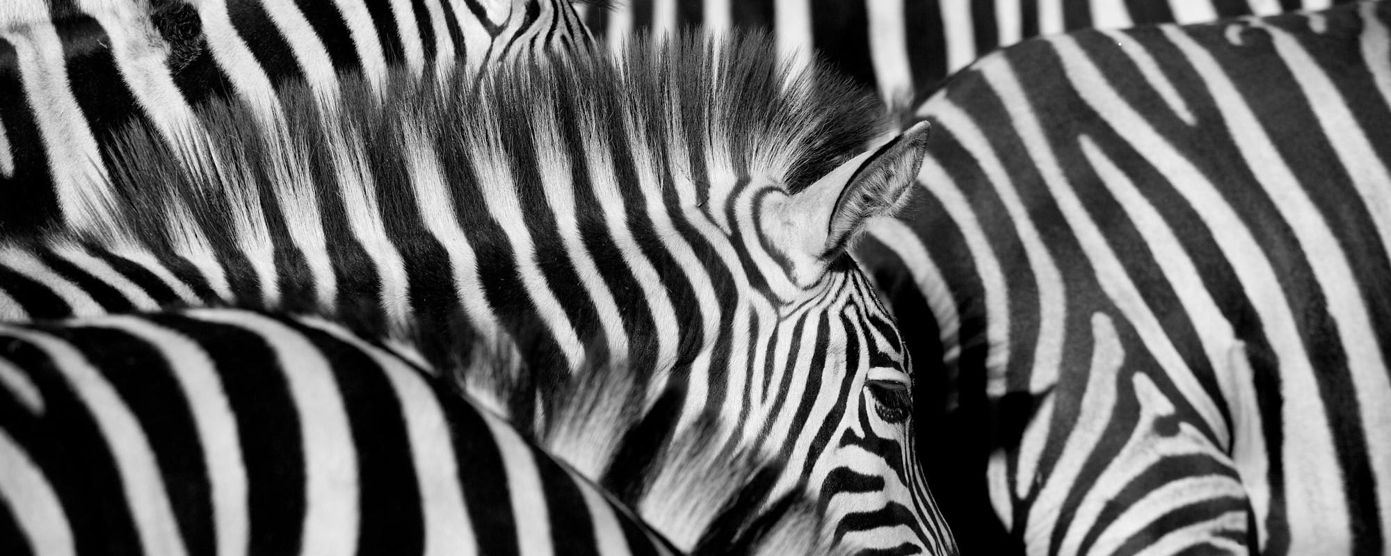 Group or Dazzle of Zebra