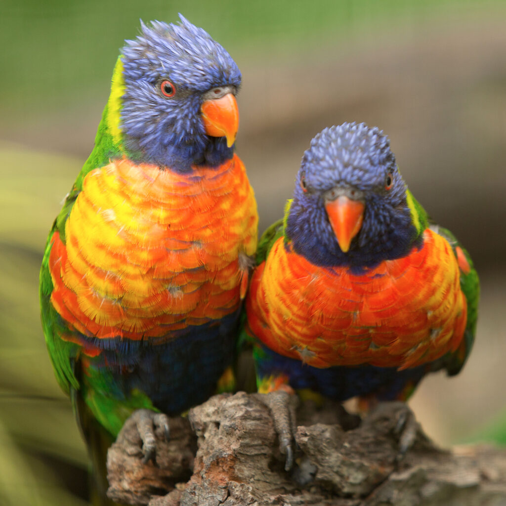 Rainbow Lorikeets