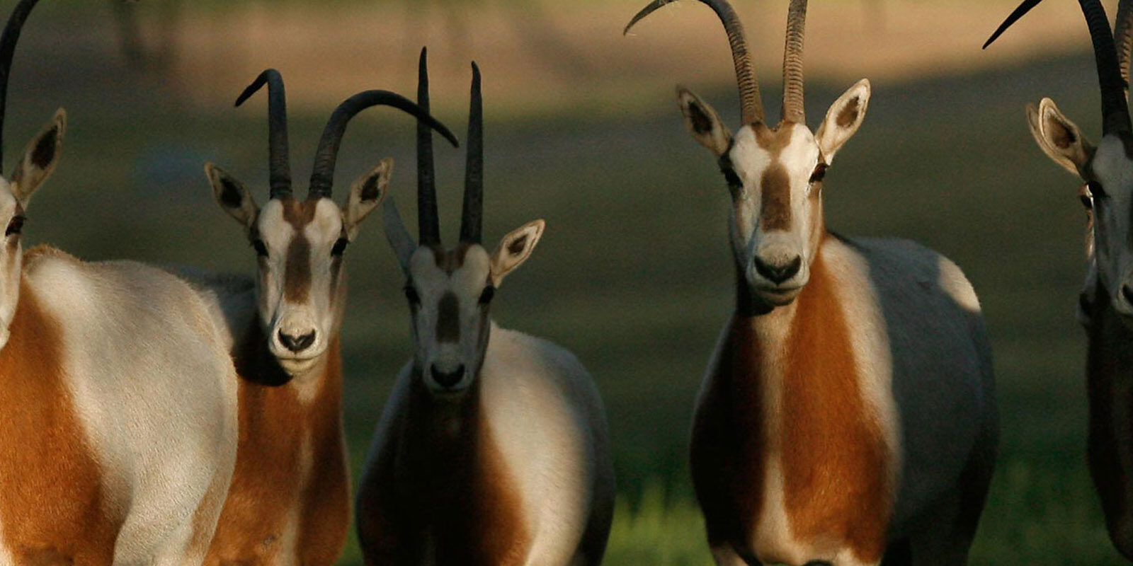 scimitar horned oryx