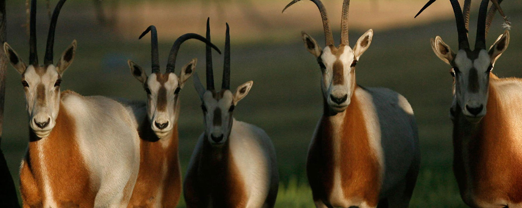 scimitar horned oryx