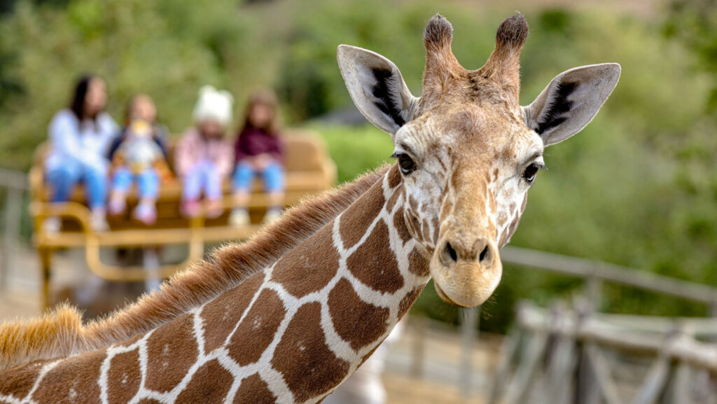 Giraffe in front of a classic safari tour