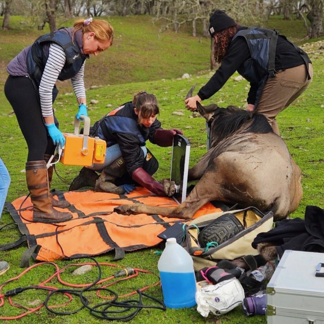Vet getting x-ray in the field of a wildebeest