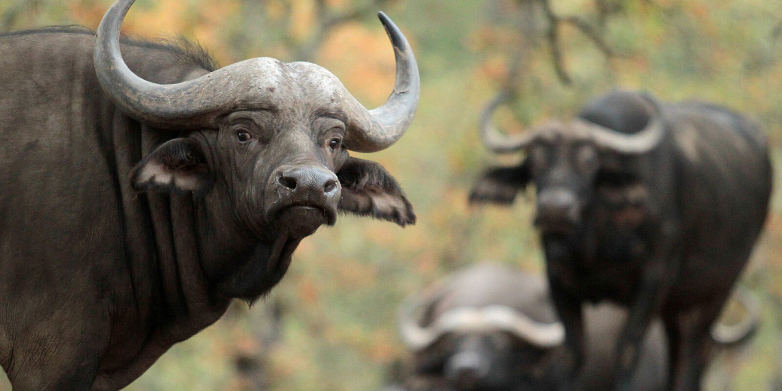 Cape Buffalo