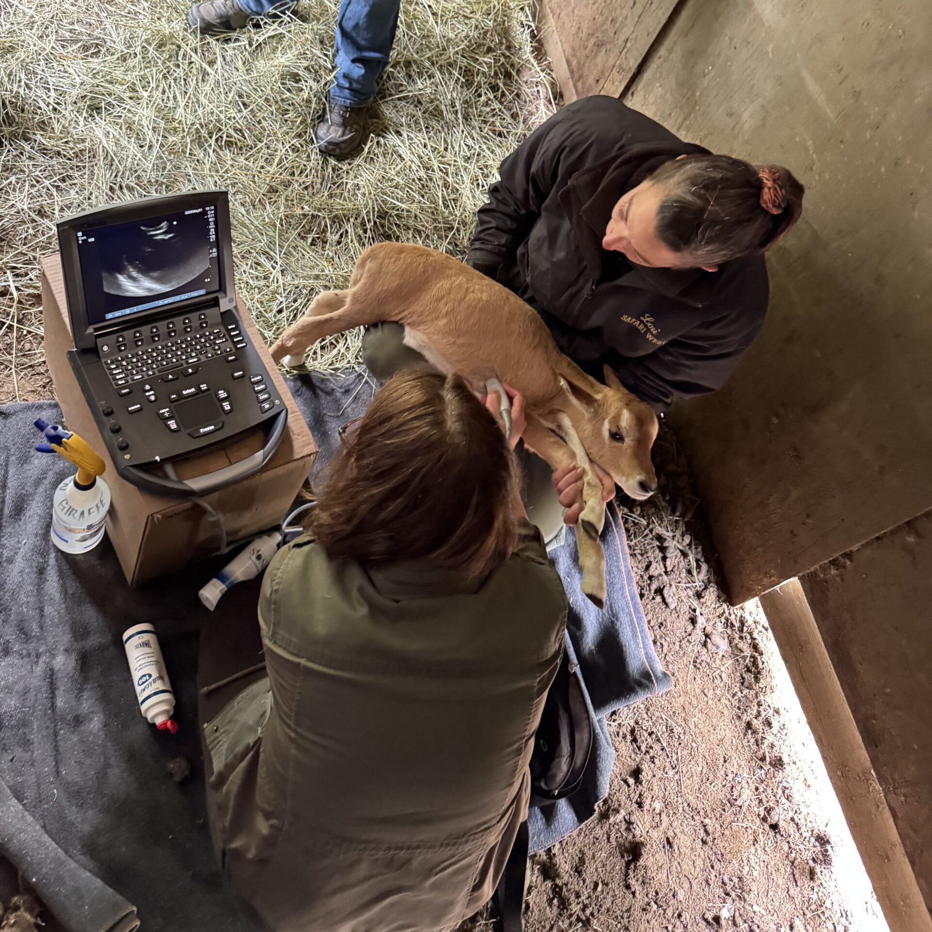 young antelope getting a ultrasound