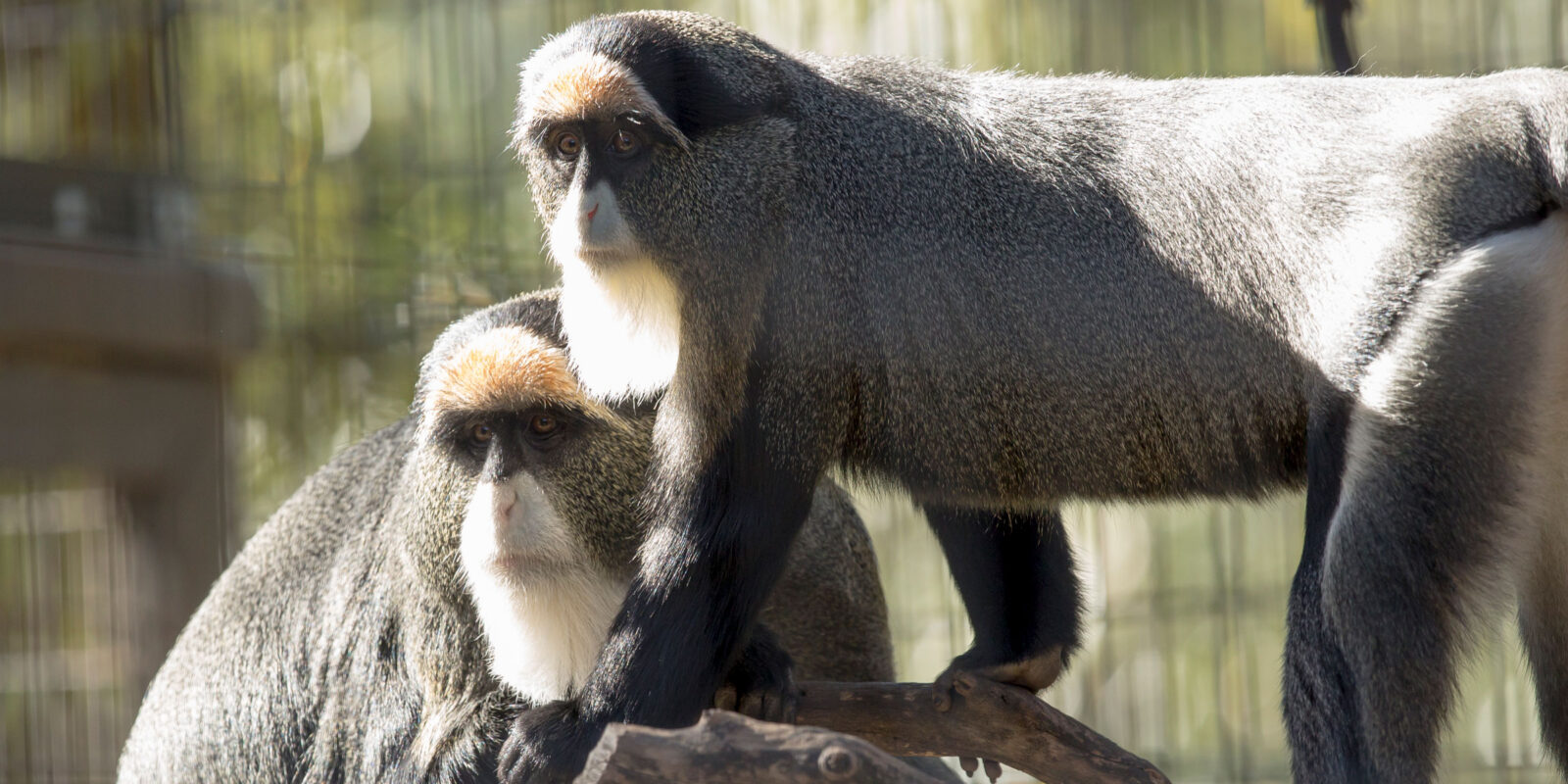 Debrazza's Monkeys