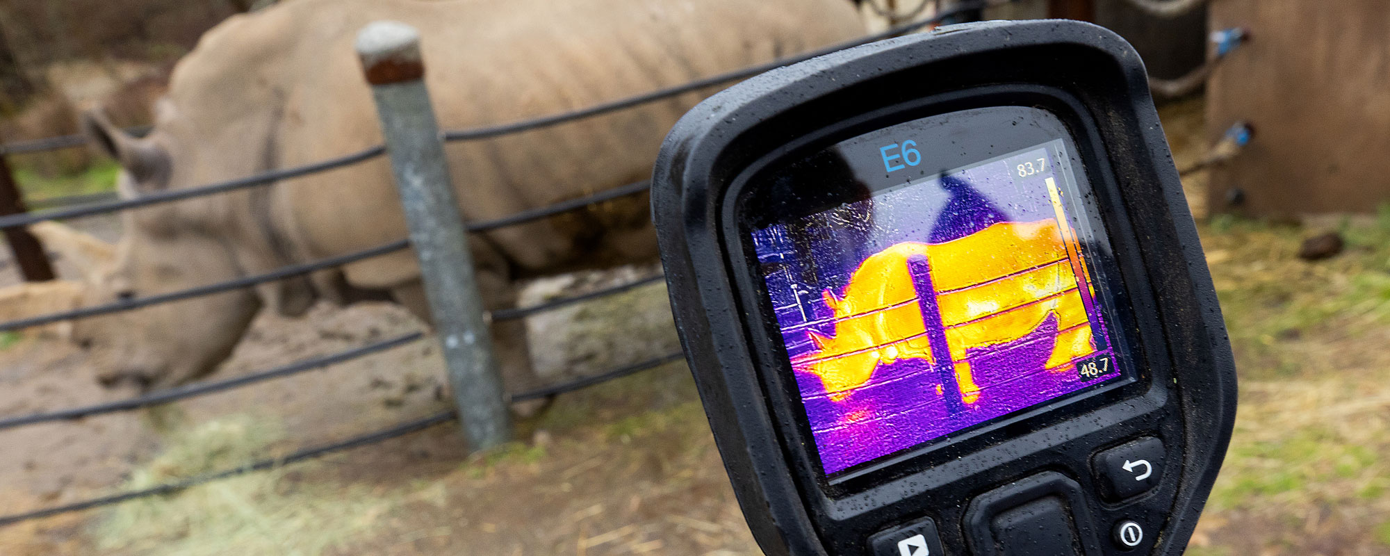 Research - Thermography of a rhino