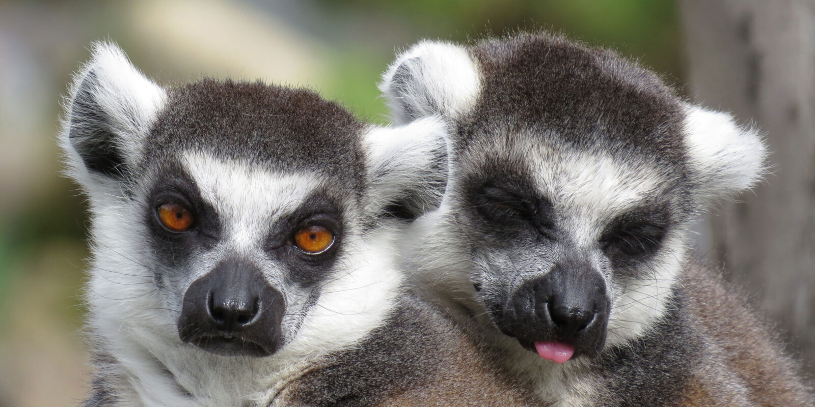 Ring-tailed Lemurs snuggling