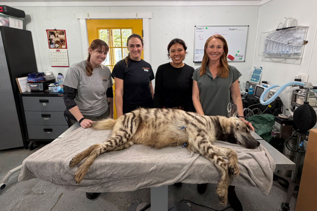 Vet Hospital Striped Hyena
