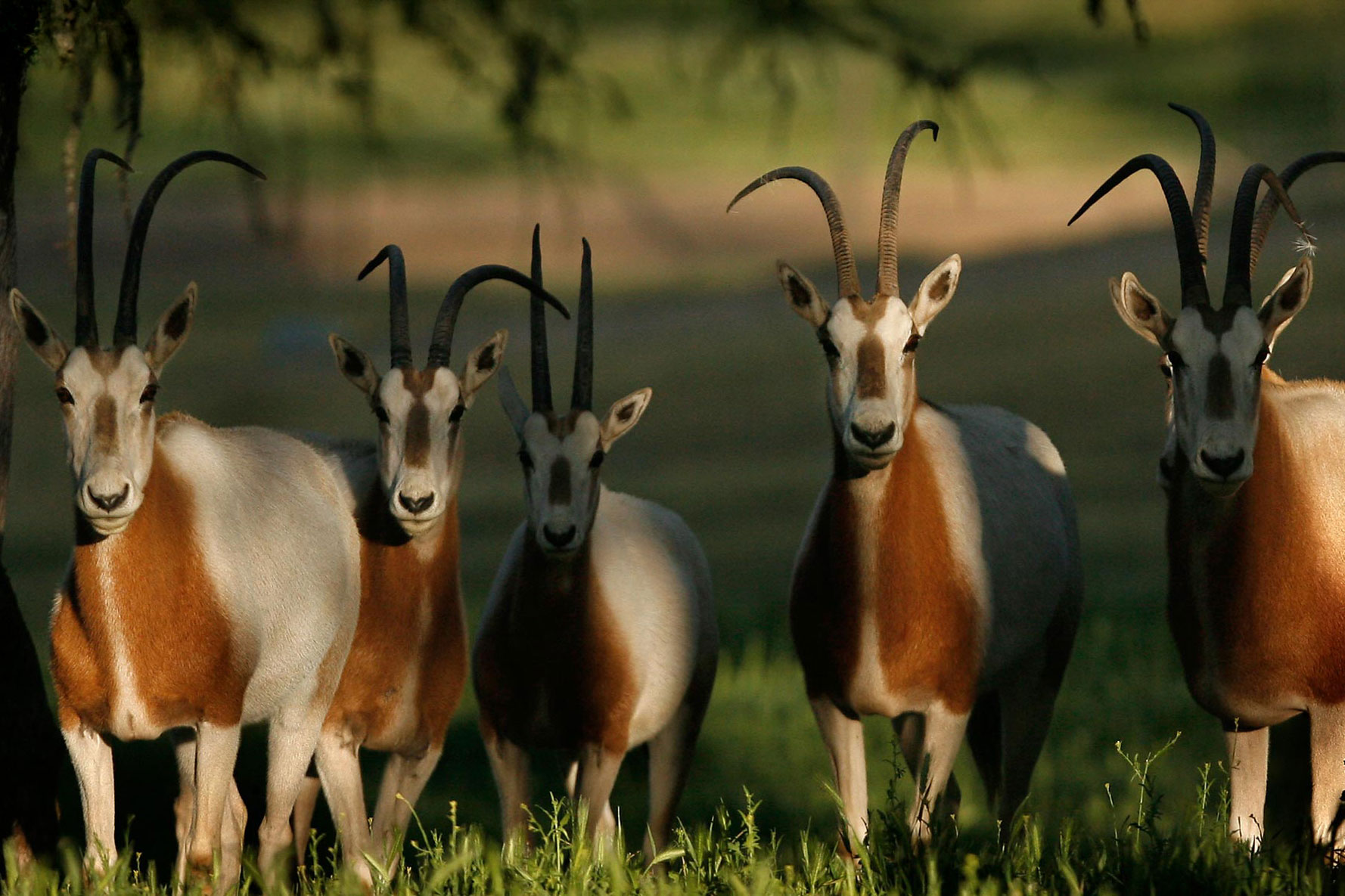 Research - Scimitar-horned Oryx