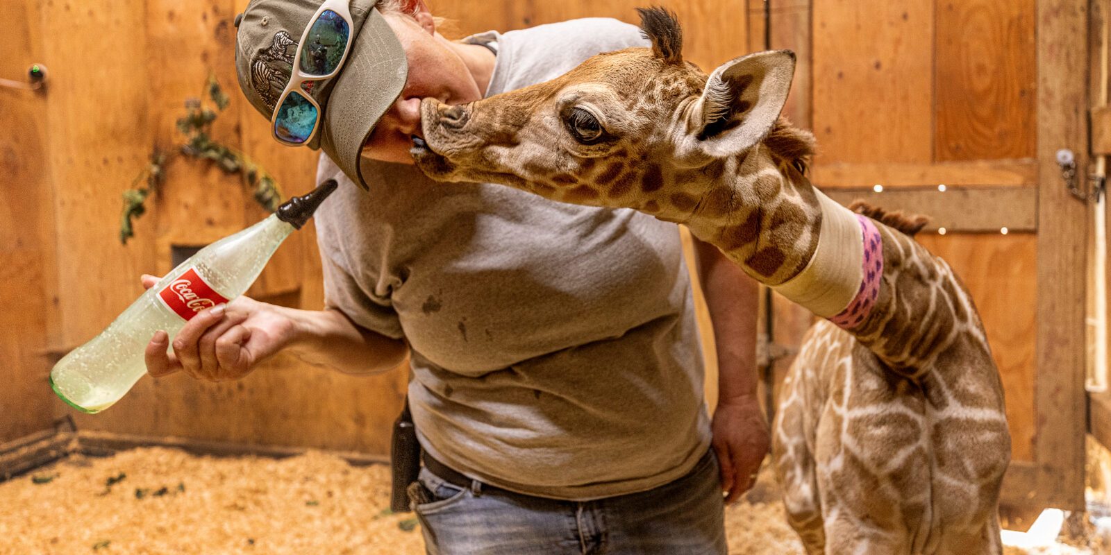 Safari West keeper Nikki Smith bottle feeds a 2-week-old giraffe calf