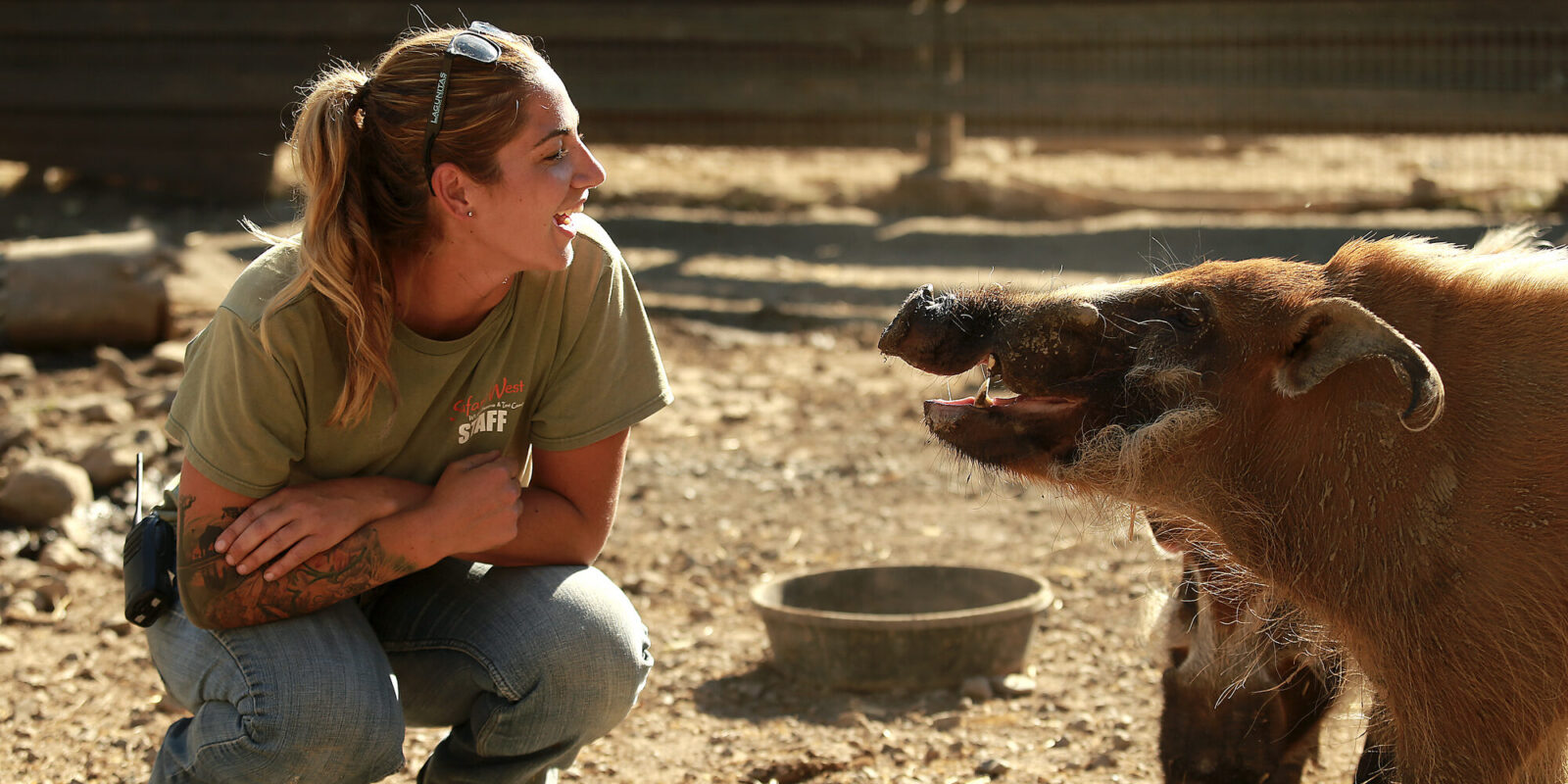 Safari West keeper Katelyn Toole trains a red river hog