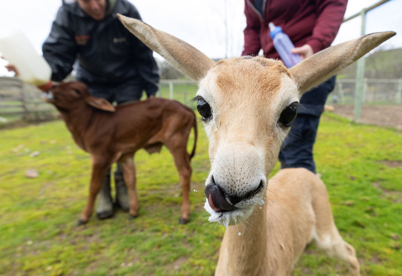Calf feeding