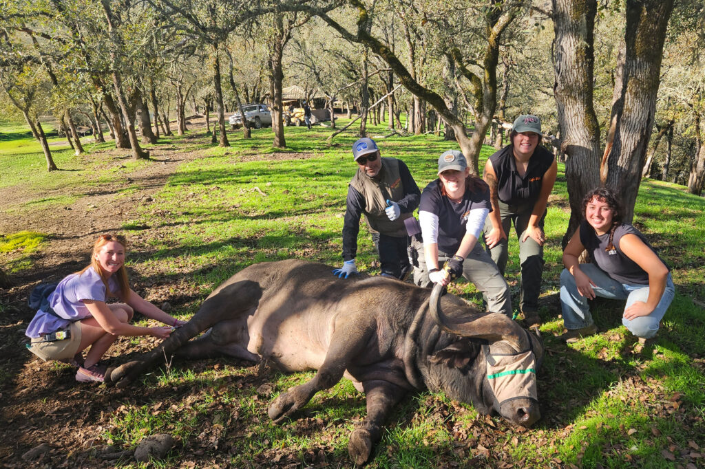 Veterinary work with a cape buffalo