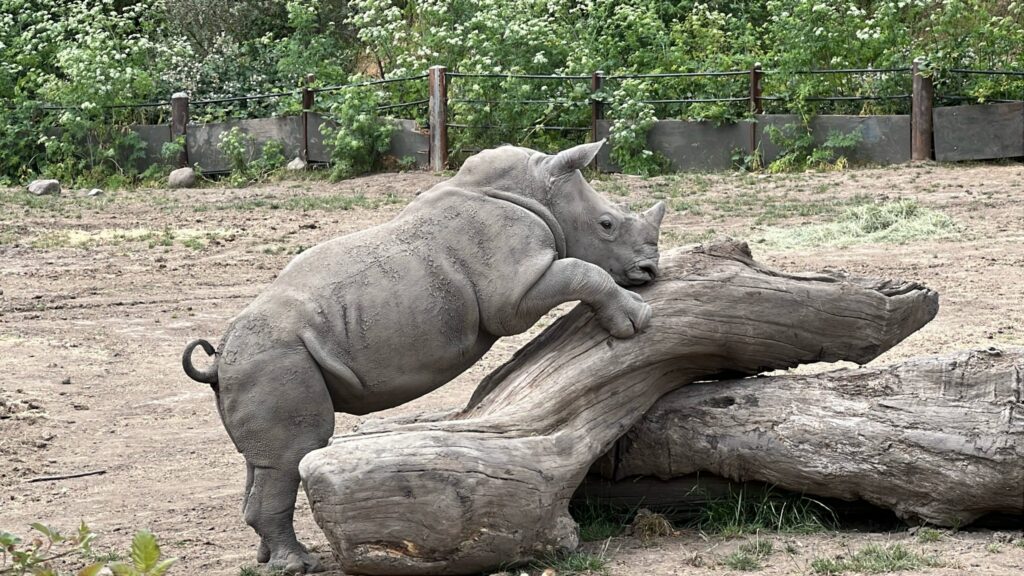 Ozzy the white rhino climbing on a large log.