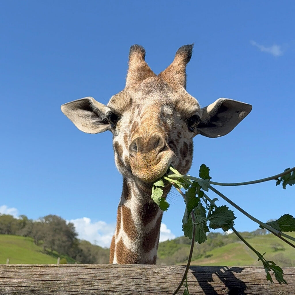 Zeyna the giraffe eating